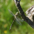 Délicatesse de la transparence A la lisière coaching nature